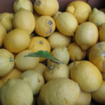 Koinobio_Fruits_Citrons