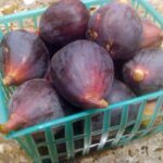 Koinobio_Fruits_Figs