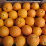 Koinobio_Fruits_Oranges.Hiver
