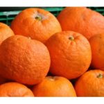 Koinobio_Fruits_oranges-ameres