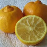 Koinobio_Fruits_Bergamotes_Citrus.bergamia.jpg